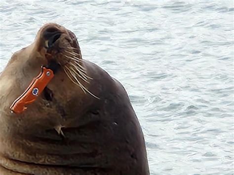 Sea lion spotted in Channel Islands with knife wedged in snout
